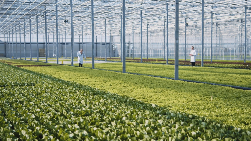 Greenery. Modern greenhouse. Tour inside large commercial hothouse building farm field with organic green vegetables. Bio farming. Agriculture technologies. Big open space Royalty-Free Stock Footage #1062077629