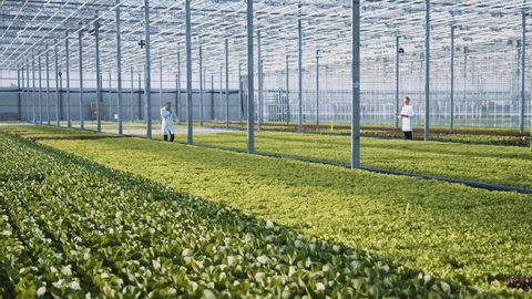 Greenery. Modern greenhouse. Tour inside large commercial hothouse building farm field with organic green vegetables. Bio farming. Agriculture technologies. Big open space