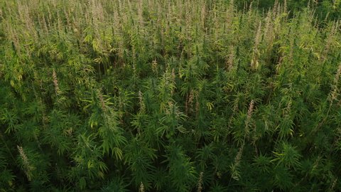 Crane shot of Hemp field on a sunny day. Cannabis plants growing for CBD production.
