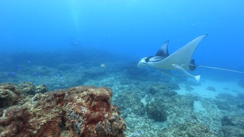A close encounter with a Manta ray and remora