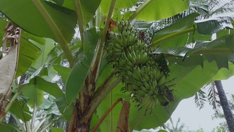footage of a cluster of young banana fruit.