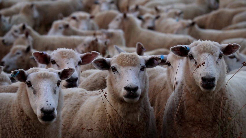 Three sheep staring at the camera in confusion with a background of many other sheep behind them. | Shutterstock HD Video #1062083155