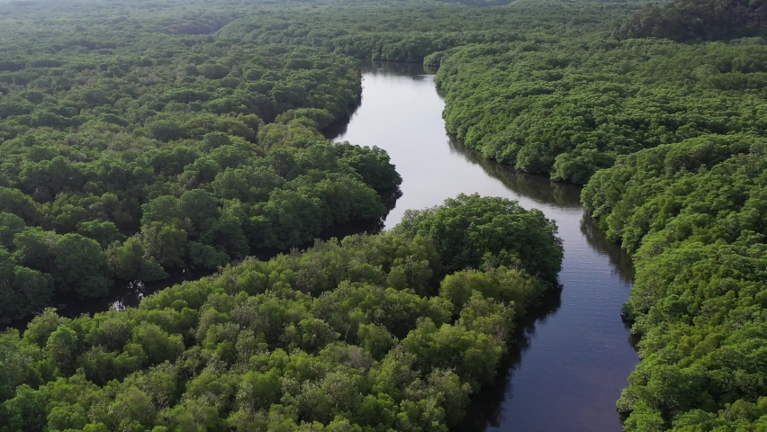 aerial view of mangrove forest at Sepilok Laut, Sabah Borneo, Malaysia. Royalty-Free Stock Footage #1062084661