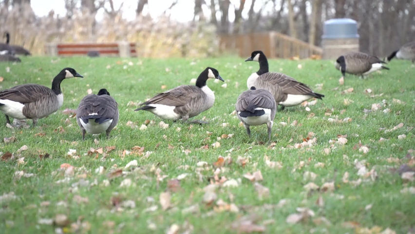 gesse walking in the park