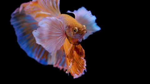 Colorful Siamese Elephant Ear Fighting Fish Betta Splendens, also known as Thai Fighting Fish or betta, a popular aquarium fish in super slow motion on isolated black background
