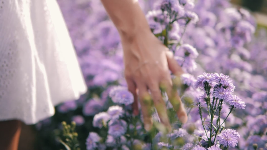 Hand of woman tenderly touches the tops of Margaret purple flower field. View of field of large blooming of Margaret flowers. Sun's rays are purple plant. Relax. Love nature. Royalty-Free Stock Footage #1062087952