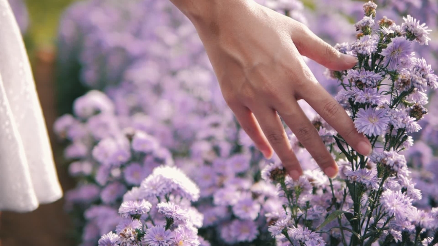 Hand of woman tenderly touches the tops of Margaret purple flower field. View of field of large blooming of Margaret flowers. Sun's rays are purple plant. Relax. Love nature. Royalty-Free Stock Footage #1062087952