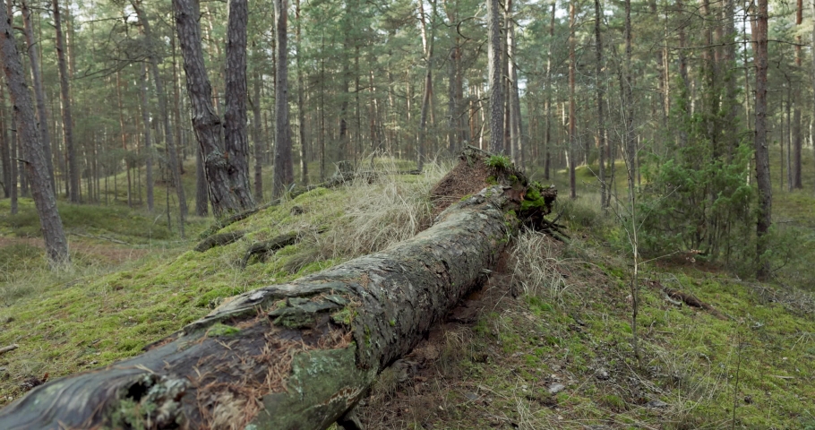 man running on forest trail and jump over old fallen tree. slow motion slider shot