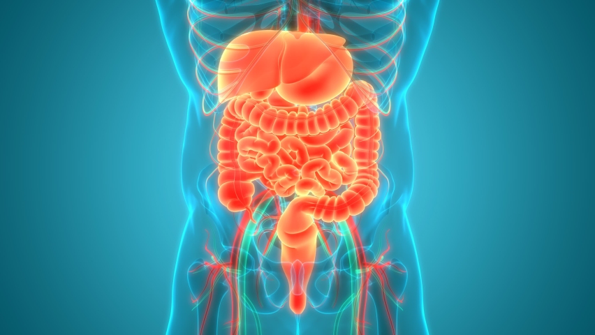 Human Digestive System Anatomy Animation Concept. 3D | Shutterstock HD Video #1062091981