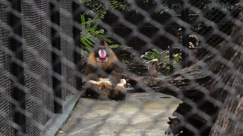 A large mandrill sits in the corner of his cage.