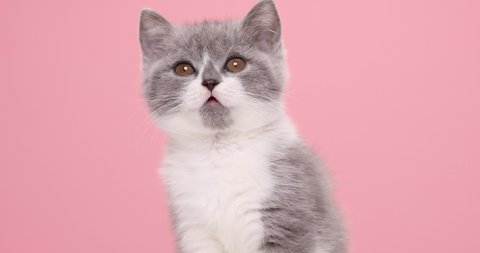 head and shoulders of a cute little cat looking hungry, looking around for food, and licking its nose in anticipation of food on pink background