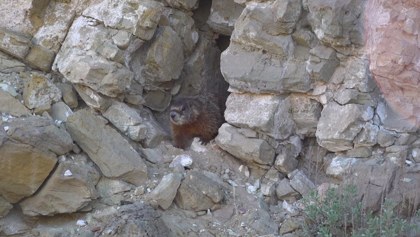 The yellow-bellied marmot (Marmota flaviventris) near a hole in the rocks of the mountains, Utah