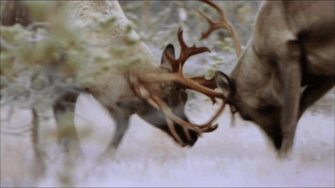 The reindeer (in North America - caribou, Lat. Rangifer tarandus). The reindeer in the distant past has enabled man to master the North