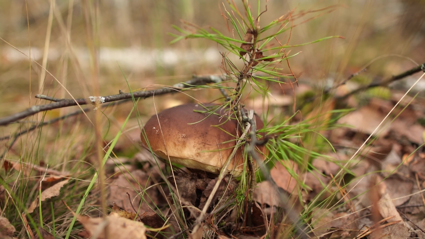 Man picks up cute small edible organic mushroom growing in beautiful scenic sunny autumn forest. Countyside of Ukraine. Landscape of Ukraina