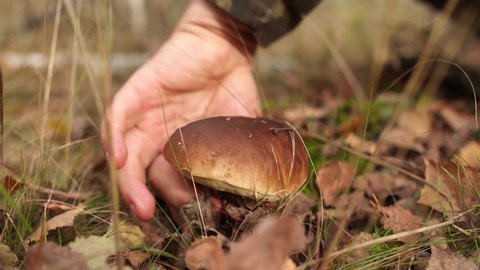 Man picks up cute small edible organic mushroom growing in beautiful scenic sunny autumn forest.