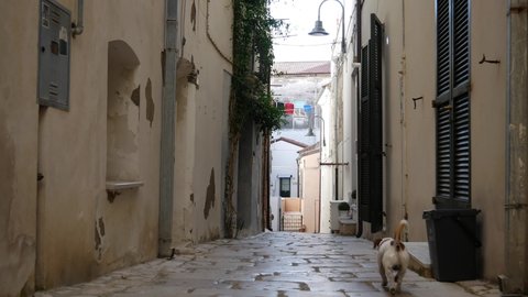 Termoli -Molise -   A small Jack Russell dog explores the alleys of the ancient village.