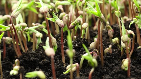 Growing microgreen plants in spring timelapse, sprouts germination newborn plant in greenhouse agriculture