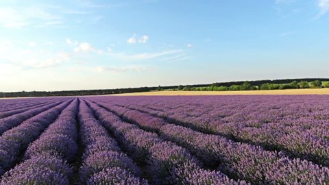 POV, walking on a field with lavender plants at sunset. Personal perspective of view, steady cam shot. 