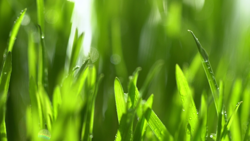 Fresh green grass with dew drops clips, dew drops on green grass footage, rain drops on green grass video. Сloseup rotation Royalty-Free Stock Footage #1062113017