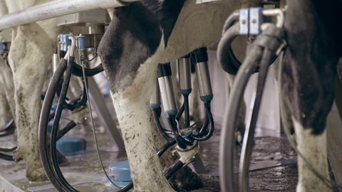 The process of cows getting milked at a dairy factory. Technologically advanced modern farm. An automatic cow milking machine is being used. Dairy Industry. Milking clusters working.