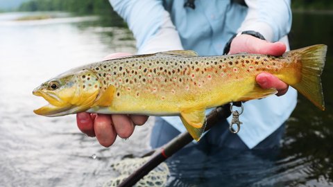Fly fisherman show beautiful brown trout before releasing it in river