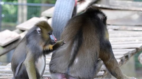 mandrill monkey specie captive in a zoo video footage