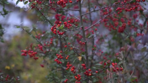 wild berries pan closeup. 4k autumn background.
