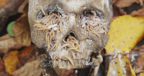 Maggots crawling on dead skull closeup footage