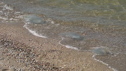 Three dead rhizostomae jellyfishes at the sea surf
