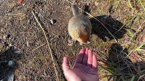 Funny gopher. A man hand feed Gopher. POV shot.