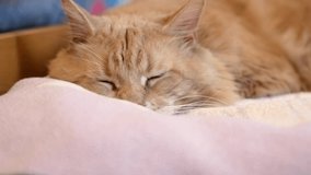 Beautiful ginger cat sleeps cute on a blanket. Maine Coon cat large breed 4K video close-up.
 
