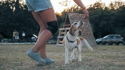 animal trainer, Dog breeding and healthy lifestyle, female Beagle outdoor. young woman trains your pet revolves around yourself