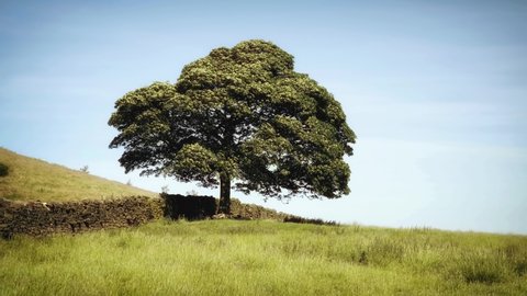 Beautiful Oak Tree standing alone Landscape stock footage