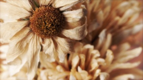 DEAD WHITE FLOWER EXTREME CLOSE UP STOCK FOOTAGE