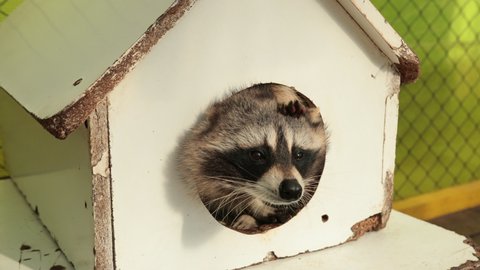Raccoon in the round hole. Urban raccoons nesting homes. Coon relaxing wooden house. Animal is sitting a home and looking out. Charming beast peeps out of housing.