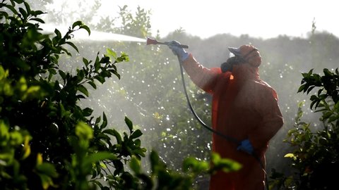 Silhouette of farmworker spraying ecological pesticide. Farmer fumigate spray pests in protective suit and mask lemon trees. Man spraying toxic pesticides, pesticide, insecticides 
