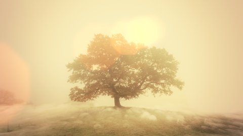 Early morning sunrise above a hill with a mystic old oak tree. Enchanted environment concept with beautiful magical fog