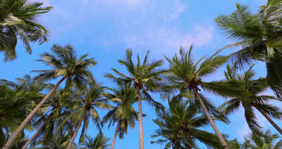 Coconut trees along a tropical beach in Thailand that are blown in the wind.