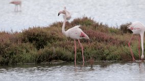 Video of flamingo standing in shallow delta water in winter searching for food