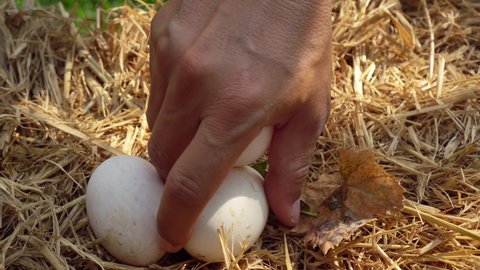 Young man picking Duck eggs from straw nest
