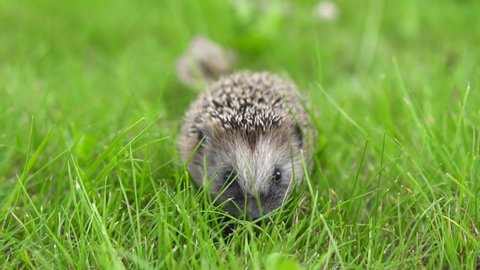 The hedgehog runs around in the grass. A wild animal in a green lawn is on the loose. High quality FullHD footage