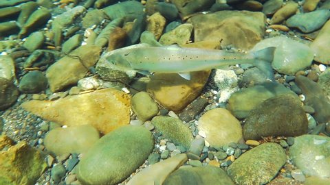 Wild Salmon in Natural Fresh Water Habitat