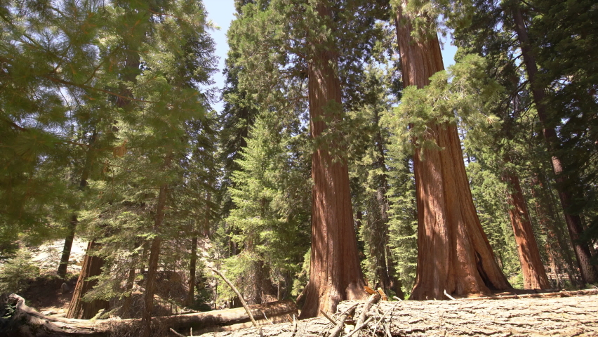 Sequoia Trees In General Grant Grove Sequoia And Kings Canyon National Park 10