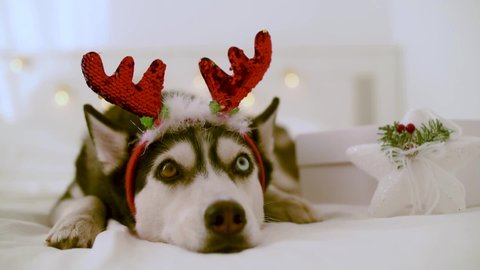 Sad husky dog with a carnival horn lying over gift box on the bed.