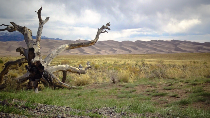 Great Sand Dunes National Park, Colorado. A beautiful dry tree against a background of sand dunes. USA 