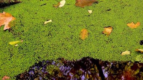 A layer of duckweed (Lemna minor) covers the water in a small freshwater lake. 