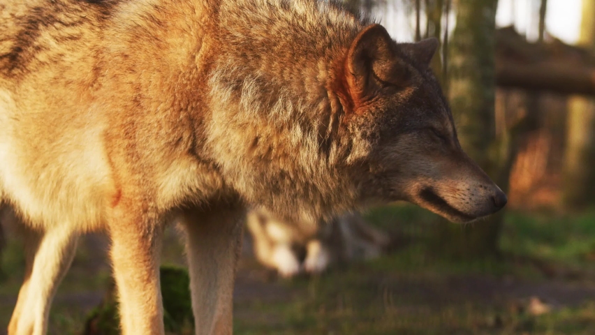 capturing wolf inside forest Stock Footage Video (100% Royalty-free ...