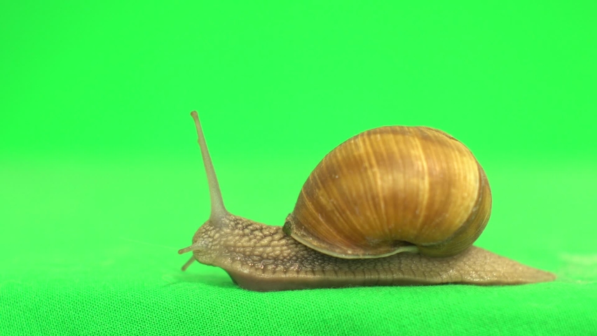 snail on a green screen Royalty-Free Stock Footage #1062158512