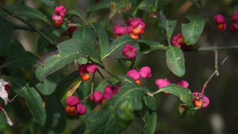 A barberry is evergreen with red-pink flowers and berries