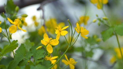 Small yellow flowers of celandine are swayed by a light breeze